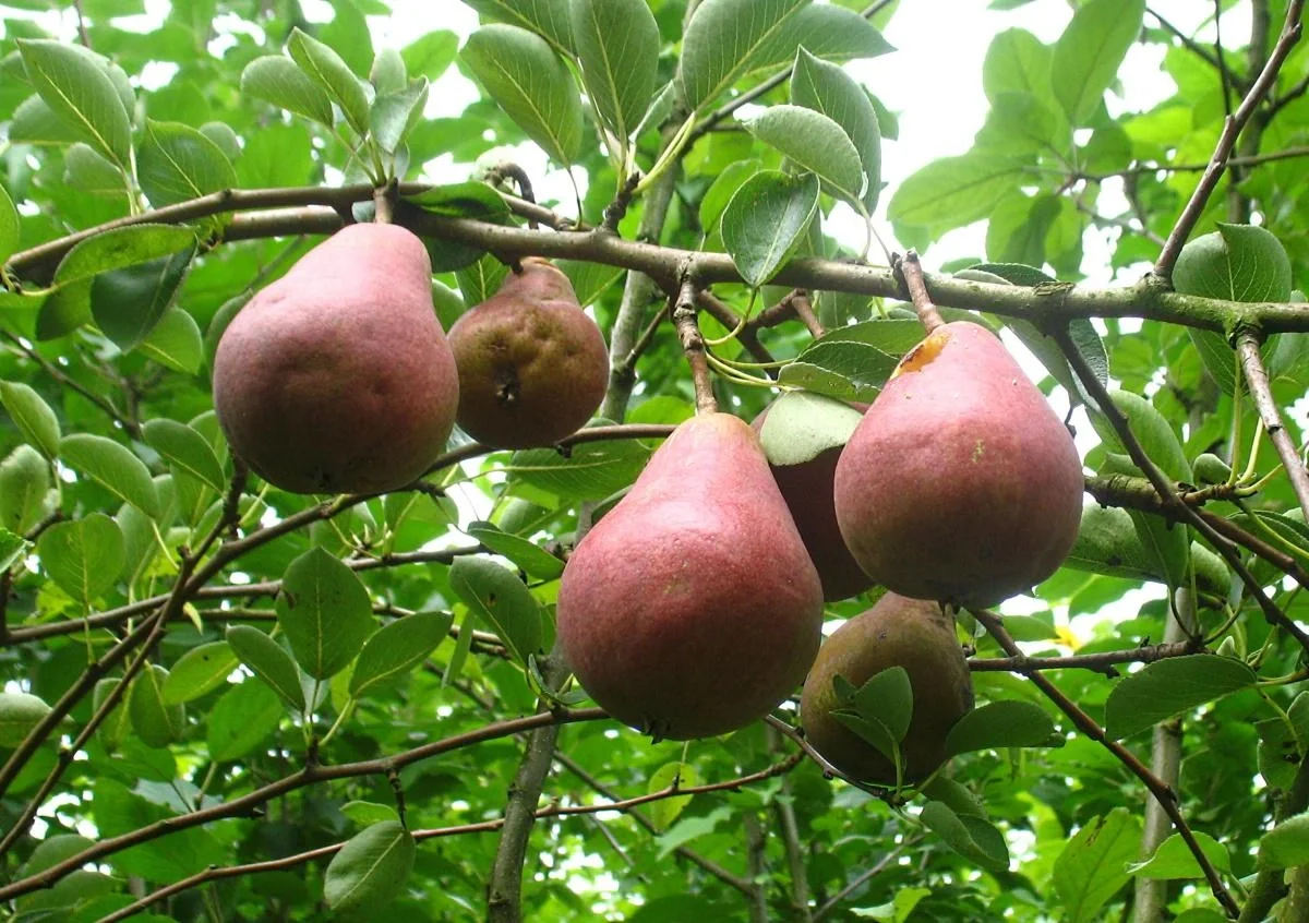 Birne "Rote Williams"mHalbstamm, im 10L-Container, vollsaftig, schmelzend, süß-säuerlich, aromatisch - 1
