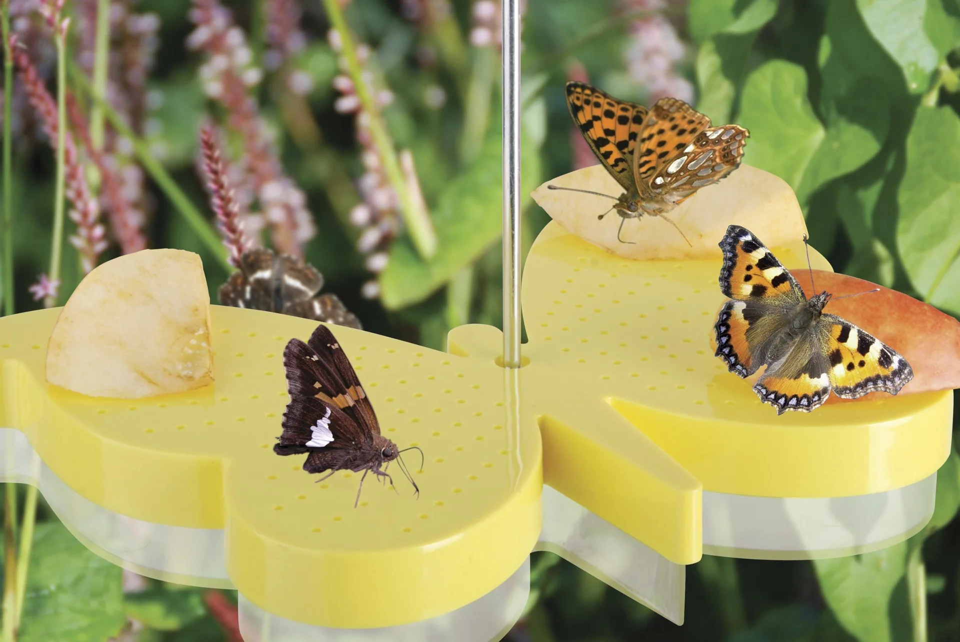 2 in 1 Futterschale und Tränke für Schmetterlinge - 2