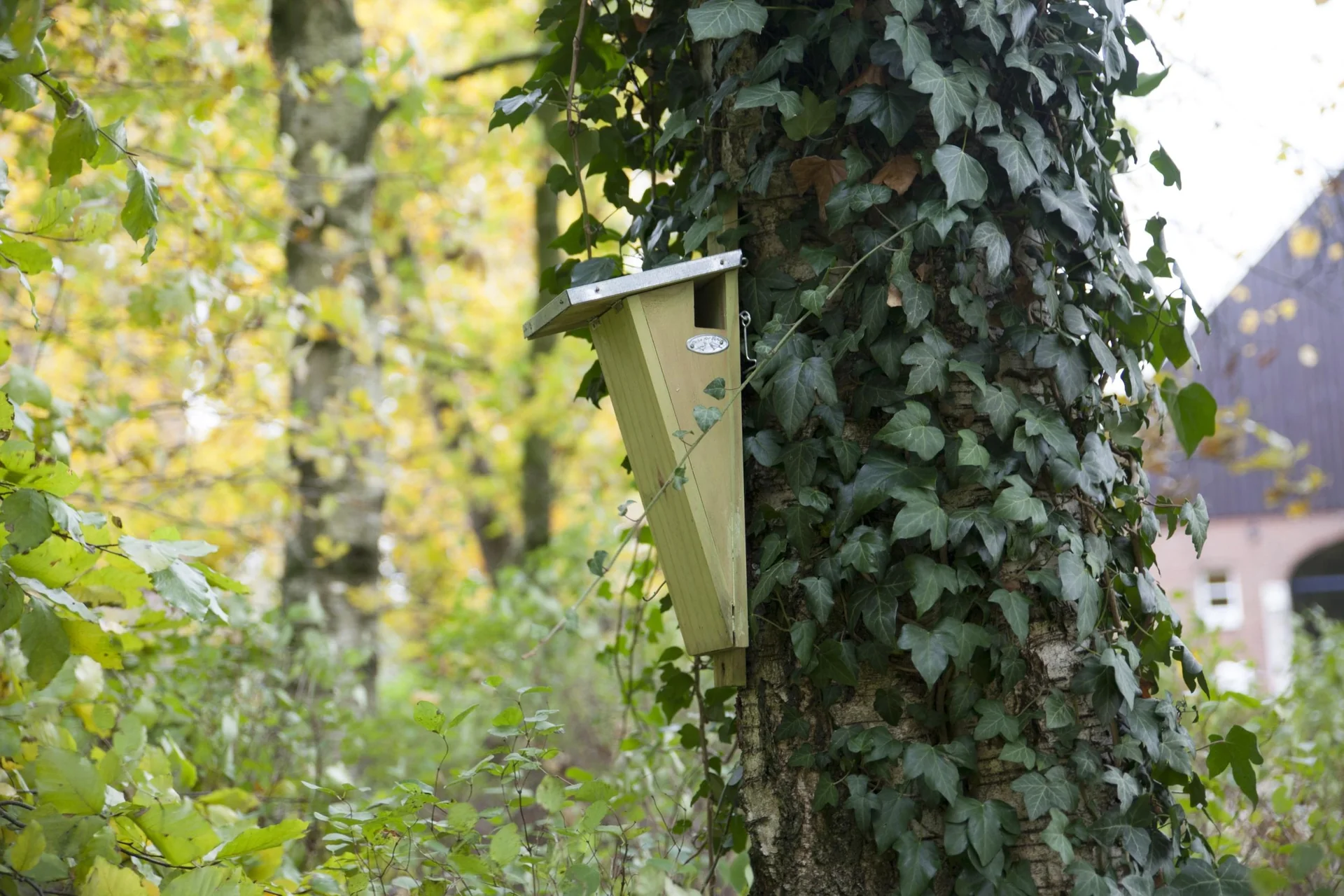 Gartenbaumläufer Nistkasten - 4