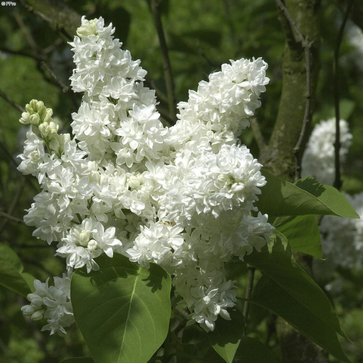 Edelflieder Mme Lemoine - Syringa vulg. - Solitär mit Ballen 150-175 cm - 1