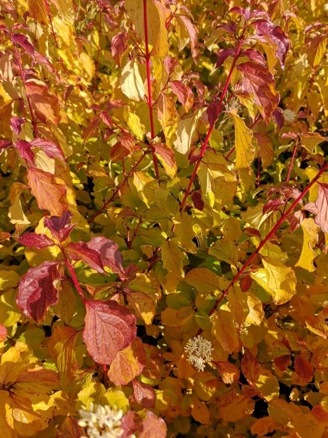 Hartriegel rot Midwinter Fire - Cornus sanguinea - 7.5 L Topf 70-80 cm - 5