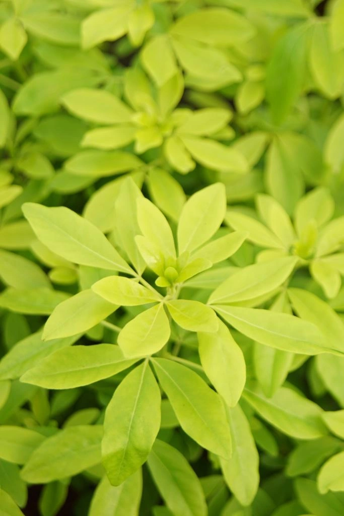 Orangenblume Brica - Choisya ternata - 7 L Topf 40-60 cm "" - 3