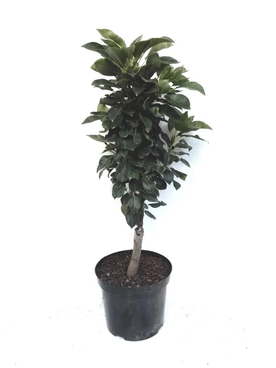 Zwergbirne "Luisa", 7,5L.Container, saftiges, weißes Fruchtfleisch - 1