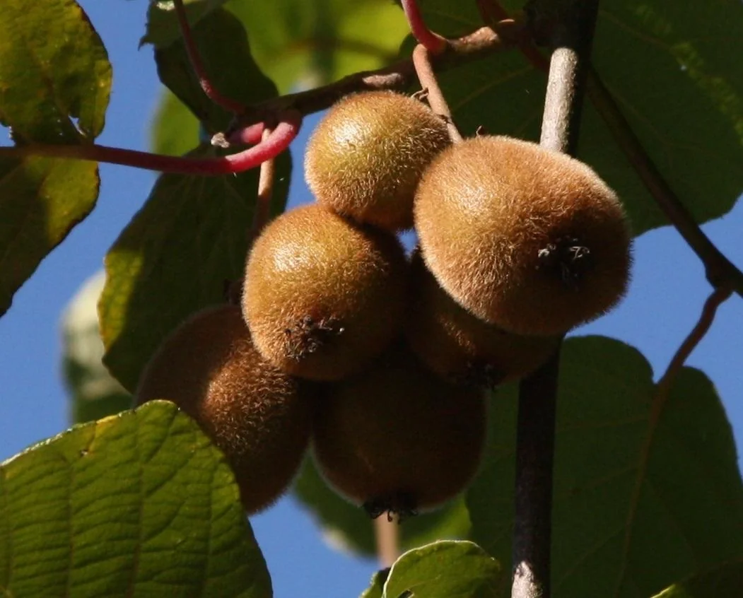 Kiwi "Hayward", 3,5L-Container - 1
