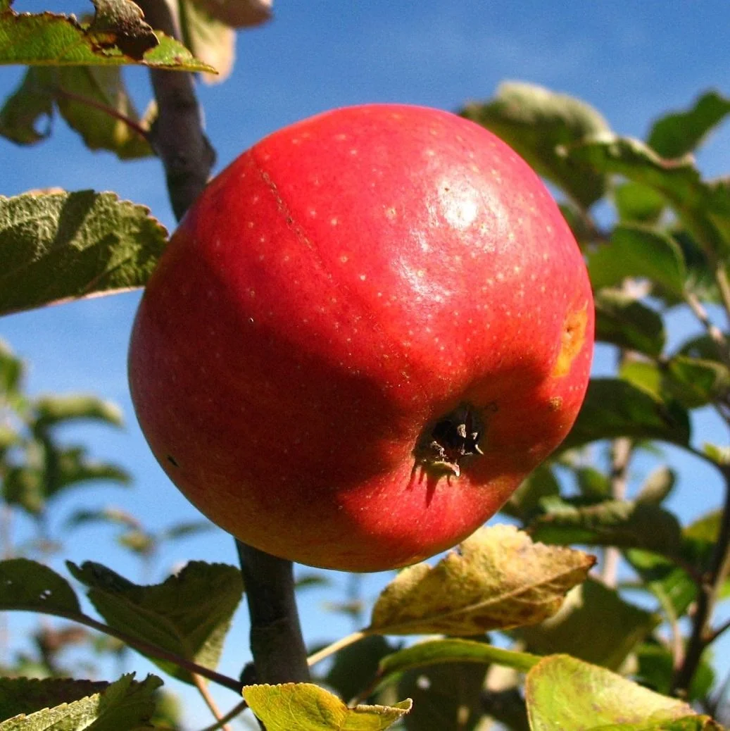 Apfel "Pilot" Busch, im 10L-Container - 1