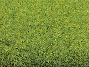 Grasmatte Frühlingswiese 200 x 100 cm - 1