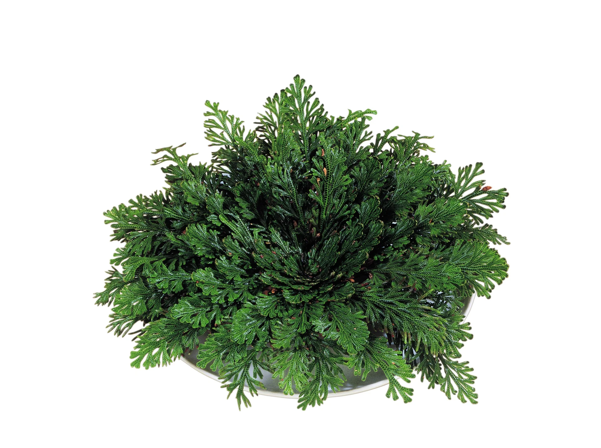 Rose von Jericho - 3