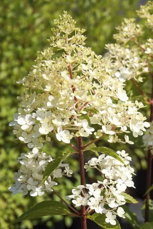 Rispenhortensie "Sundae Fraise", Hydrangea paniculata, 4,6 Liter Topf, 2er-Set - 3