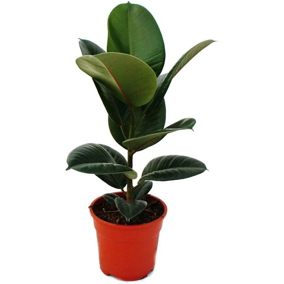 lower-up Gummibäume Zimmerpflanzen Ficus Elastica Set 4 Stück 30-40Cm 2x Ficus elastica Abidjan 2x Ficus elastica Tinek - 4