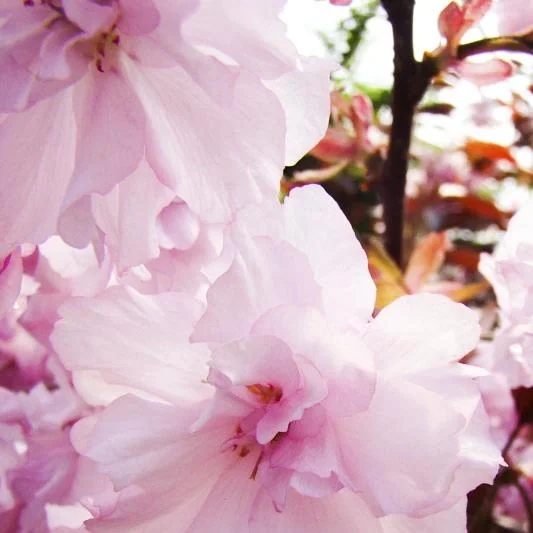 Nelkenkirsche japanisch Kanzan - Prunus serrulata - 20 L Topf Stammhöhe 120 cm - 3