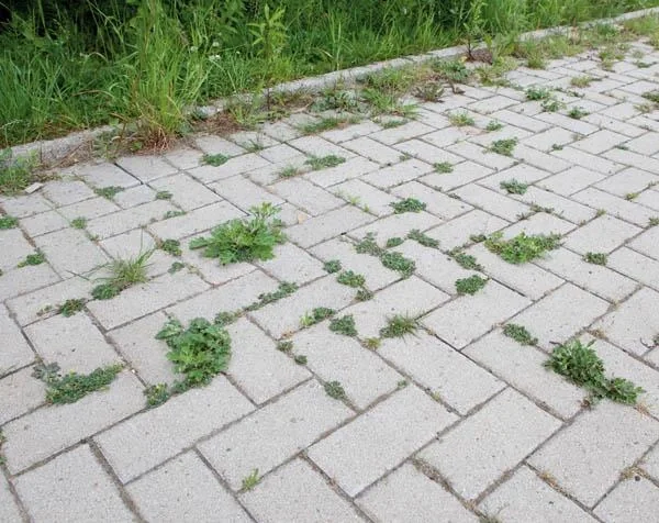 Fugenreiniger inklusive Teleskopstiel - 1