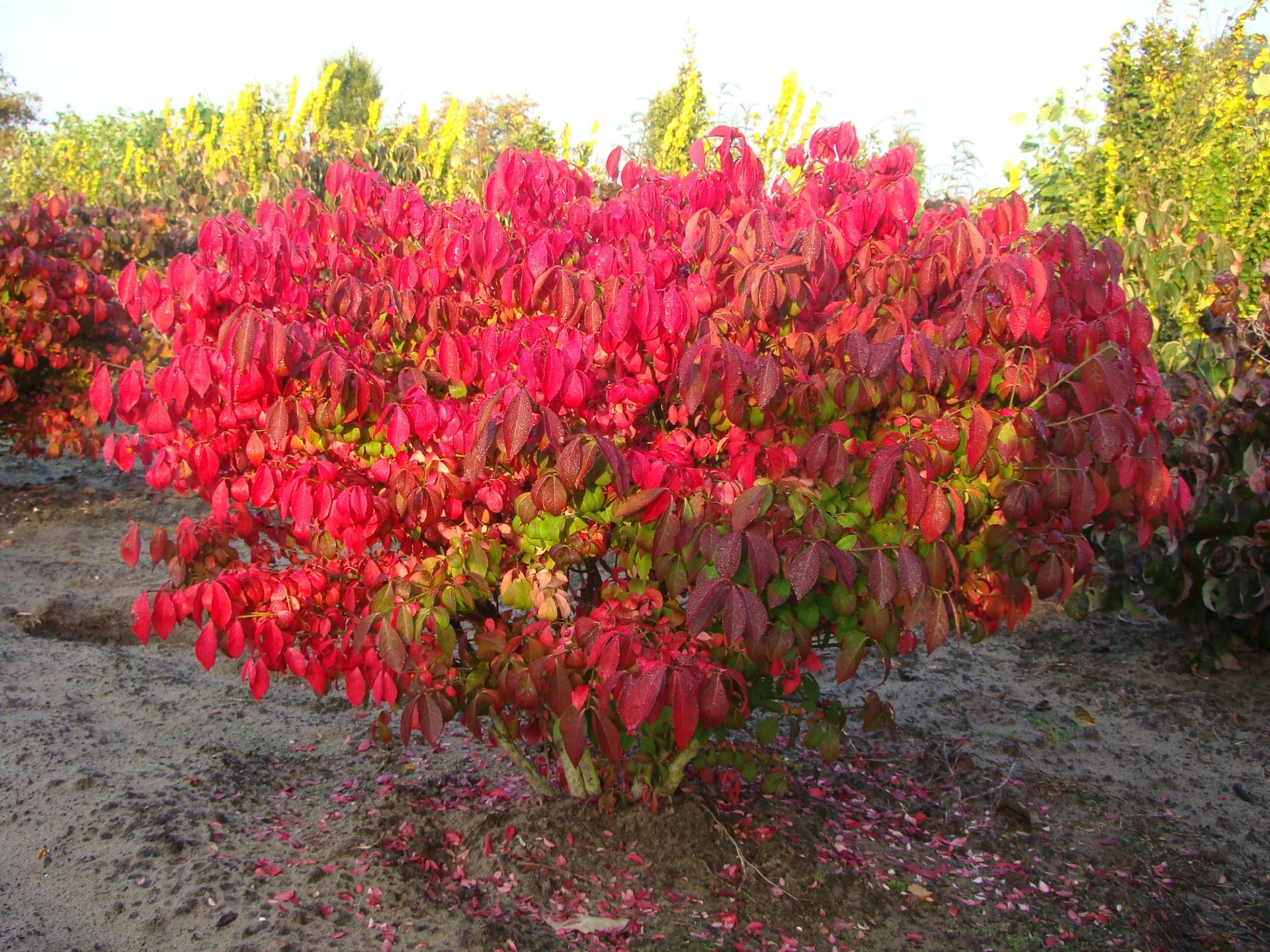 Flügelspindelstrauch Compactus - Euonymus alatus - 12 L Topf 60-70 cm - 1