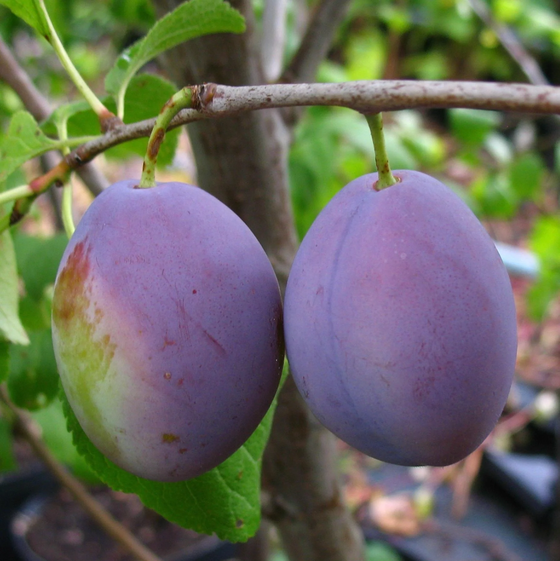 Säulenpflaume "Hermann", 7,5L-Container, große, blaue späte Zwetsche, goldgelbes Fruchtfreisch - 1