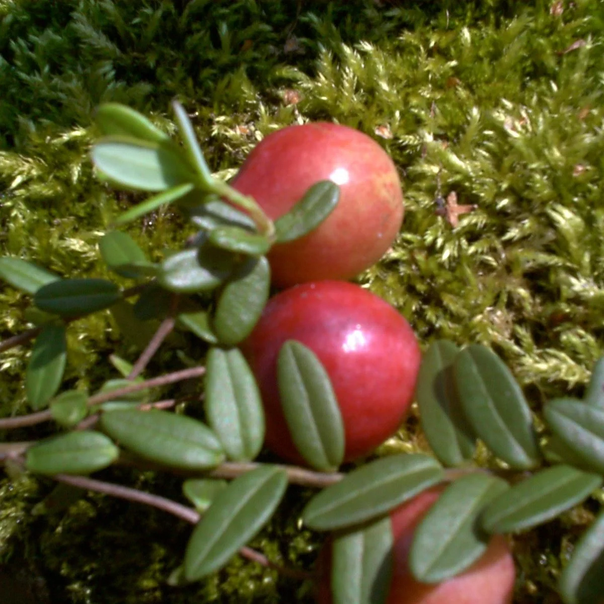 Cranberry, im 3,5L-Container - 1