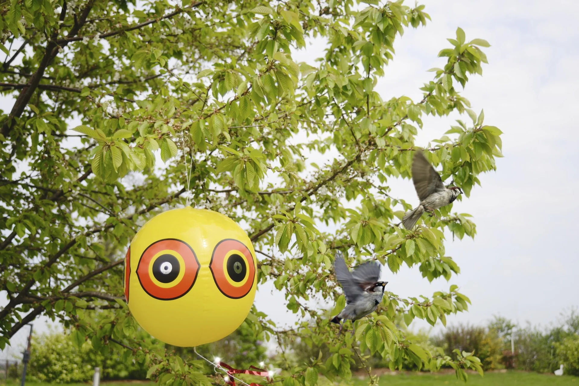 Vogelfrei Ballon 2er Set - 1