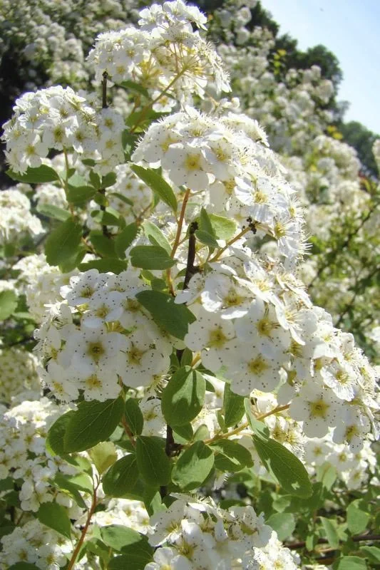Prachtspiere Spiraea vanhouttei - 12 L Topf 100-125 cm - 3