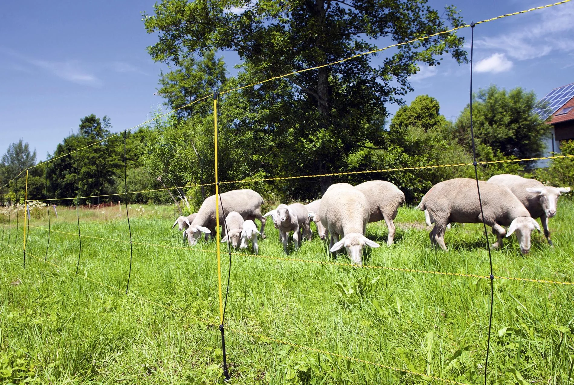 Schafnetz "Easy Net", 105 cm hoch, 50 m lang - 2