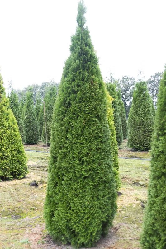 Lebensbaum Smaragd - Thuja occidentalis - 7.5 L Topf 80-100 cm - 3