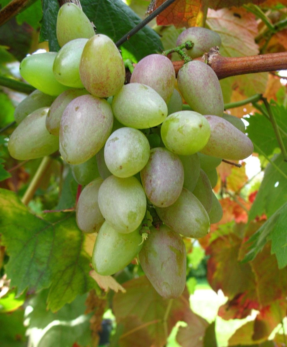 Weinrebe "Suffolk Red", 5L-Container - 1