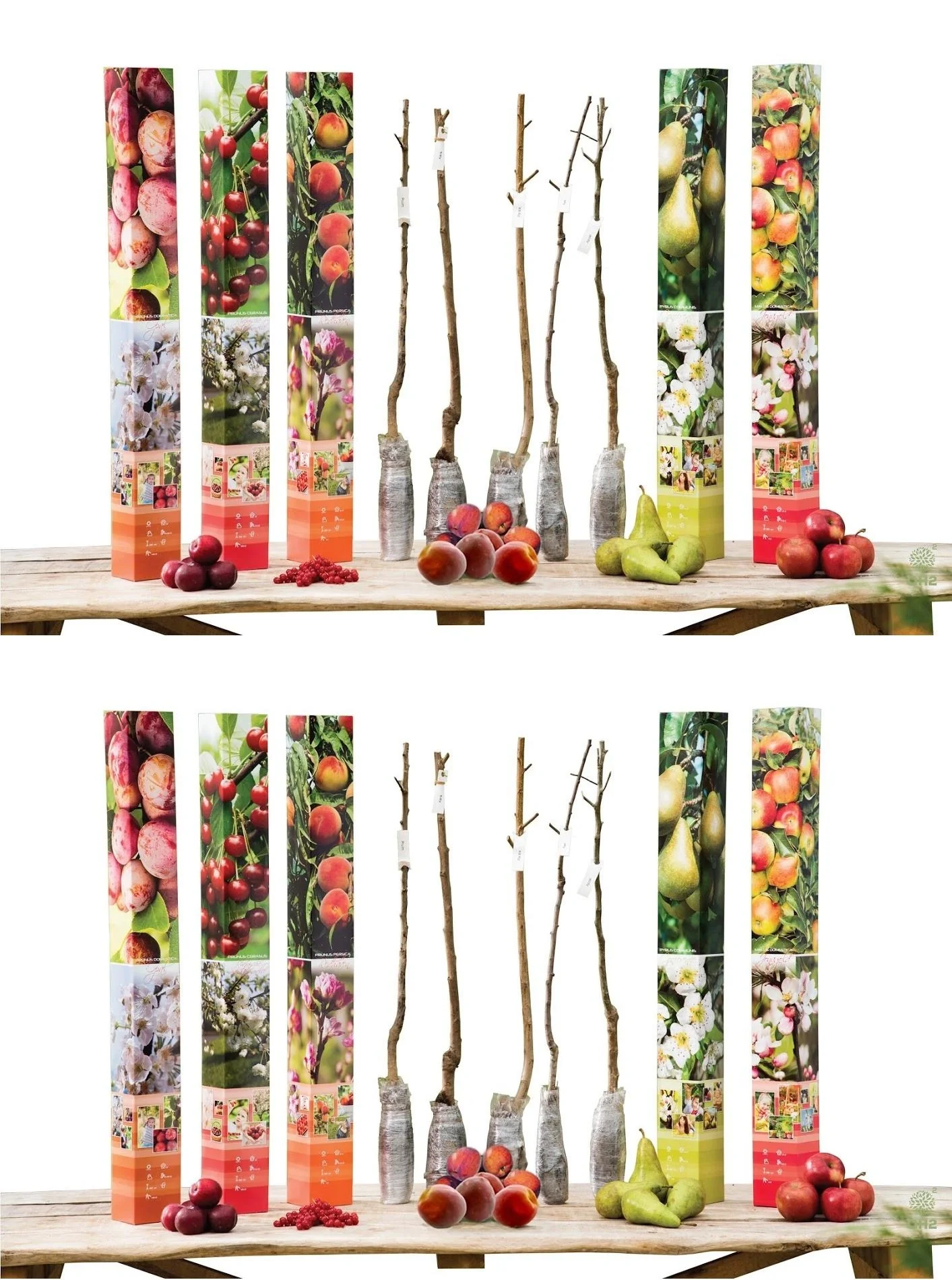 Flower-up Set mit 10 Obstbäumen 90 - 100 cm - 1