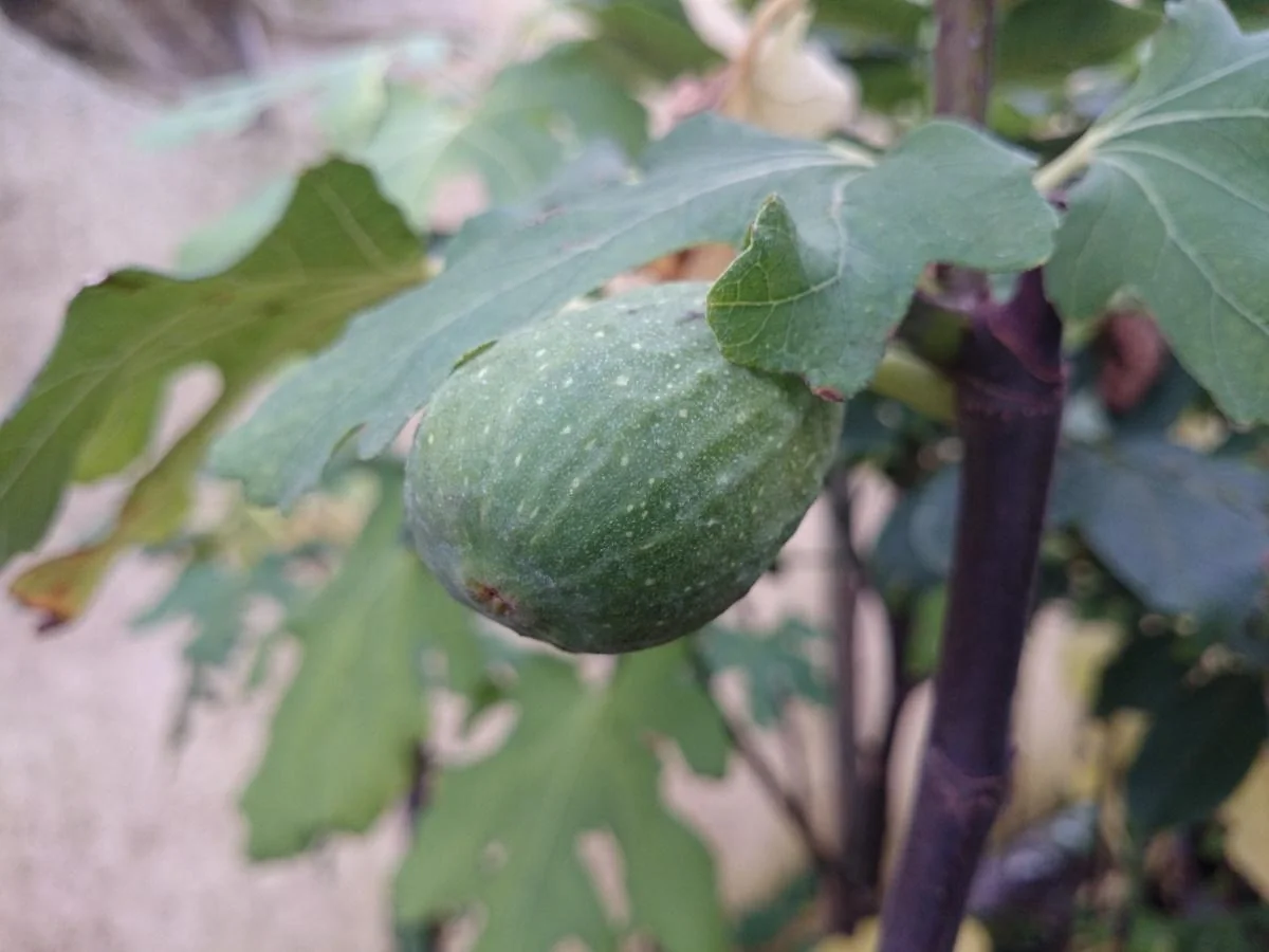 Feige "Perretta", 5L-Container - 2