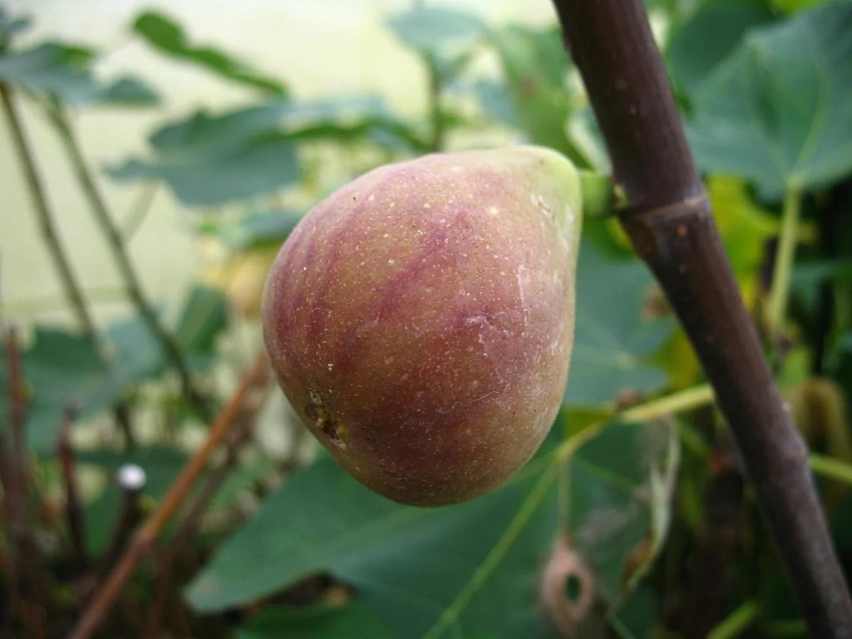 Feige "Dauphine", 3,5L-Container - 1