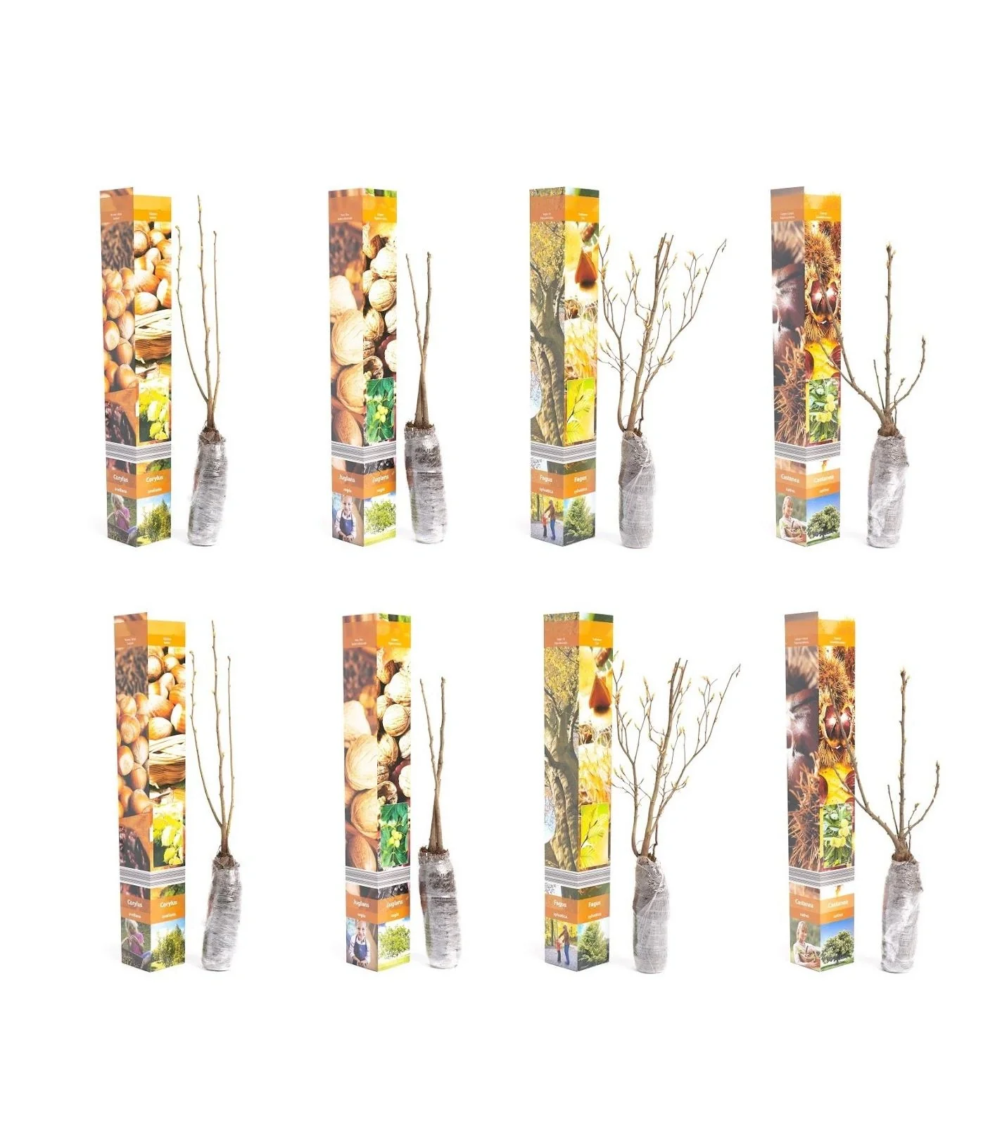 Aufblühendes Set aus 8 Nusspflanzen 50-60 cm - 1
