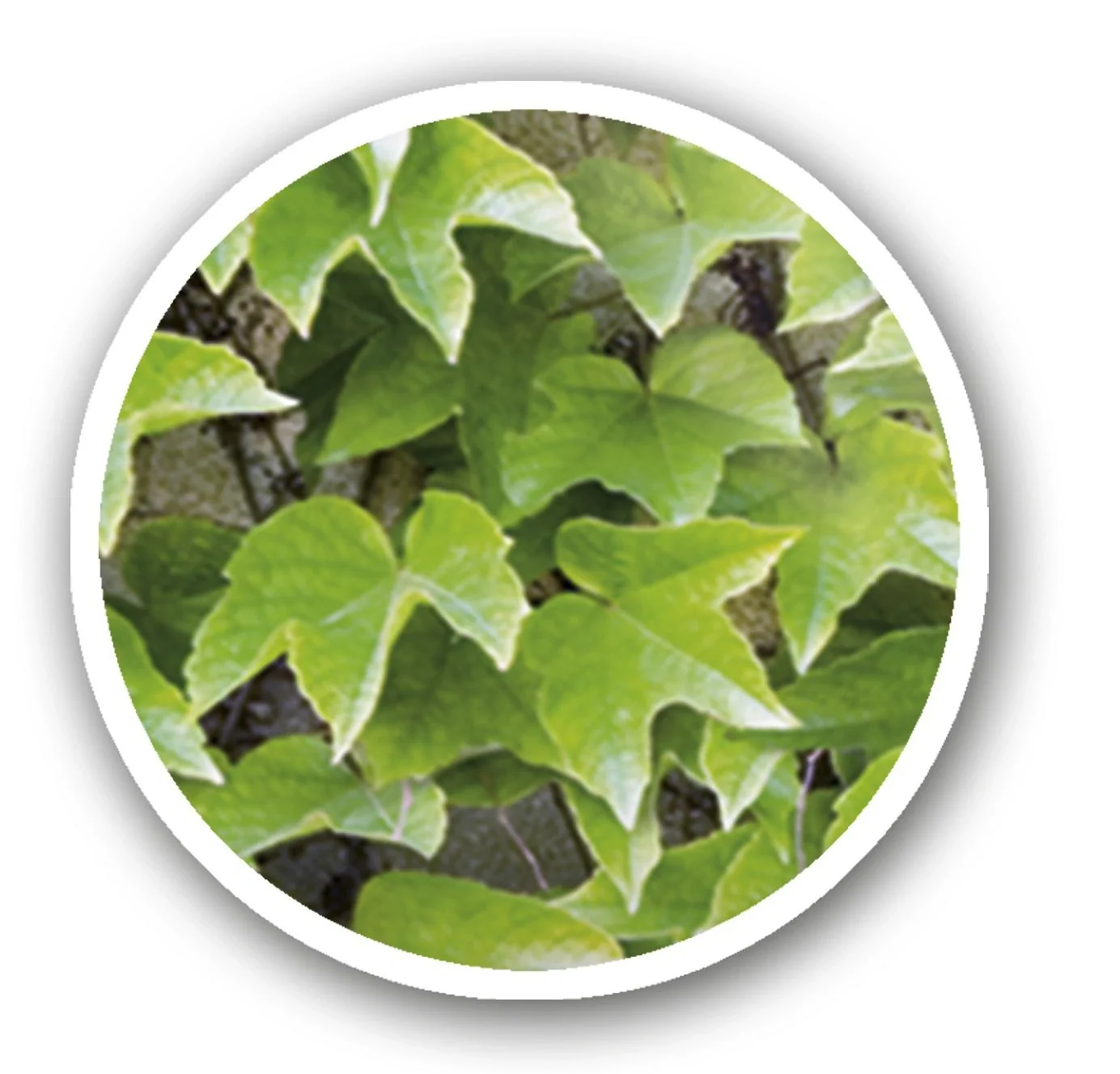 Balkon Sichtschutz "Wilder Wein" - 5