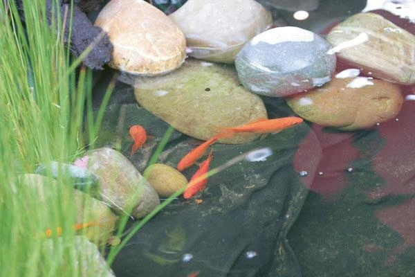 Teichvlies, weiß 5 x 2 m - 1