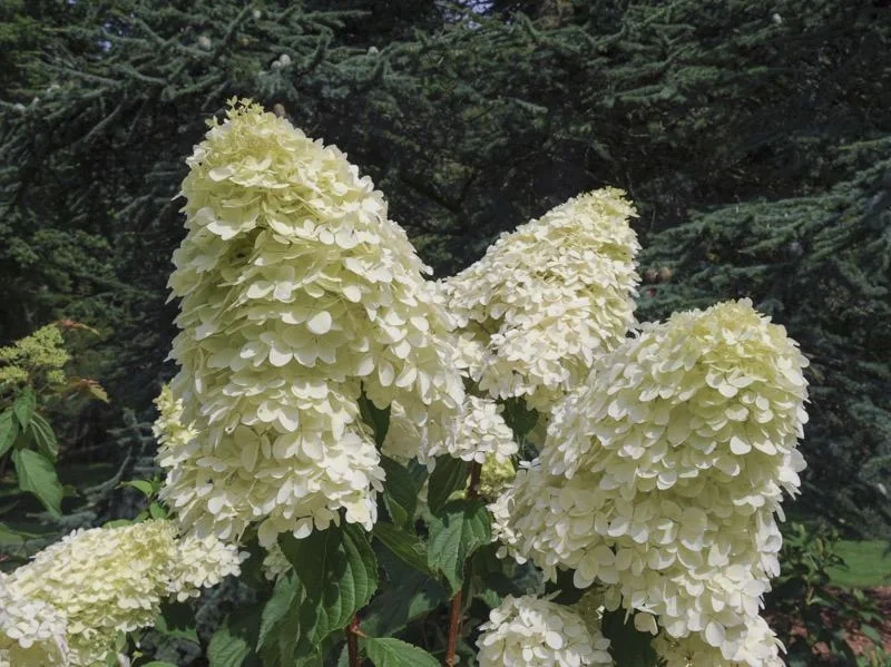Rispenhortensie Polar Bear - Hydrangea paniculata - 12 L Topf 80-100 cm - 2