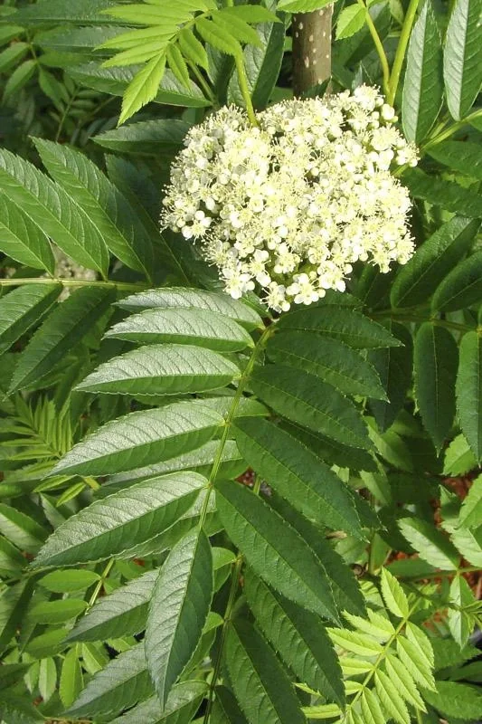 Gewöhnliche Eberesche Sorbus aucuparia - 7.5 L Topf 80-100 cm - 2