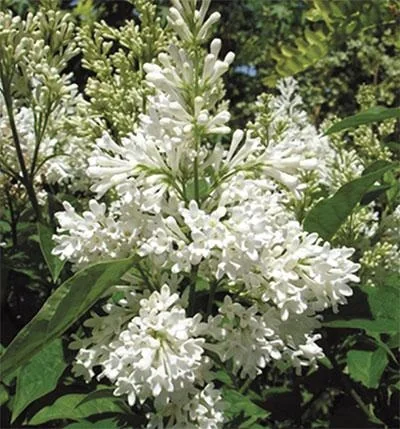 Botan.Flieder Agnes Smith - Syringa prestoniae - 12 L Topf 80-100 cm - 1