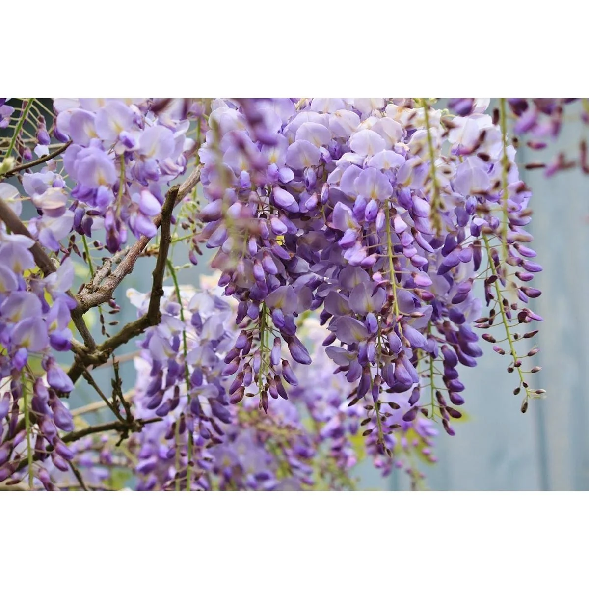 Flower-up Wisteria Pflanzen - 3 Stück - 30-38Cm - 5