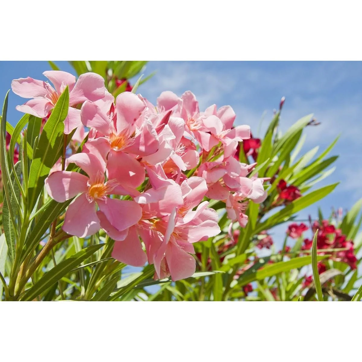 Flower-up Tropical Nerium oleander Pflanzen - 8 Stück - 25-38 cm - winterhart immergrün - 4
