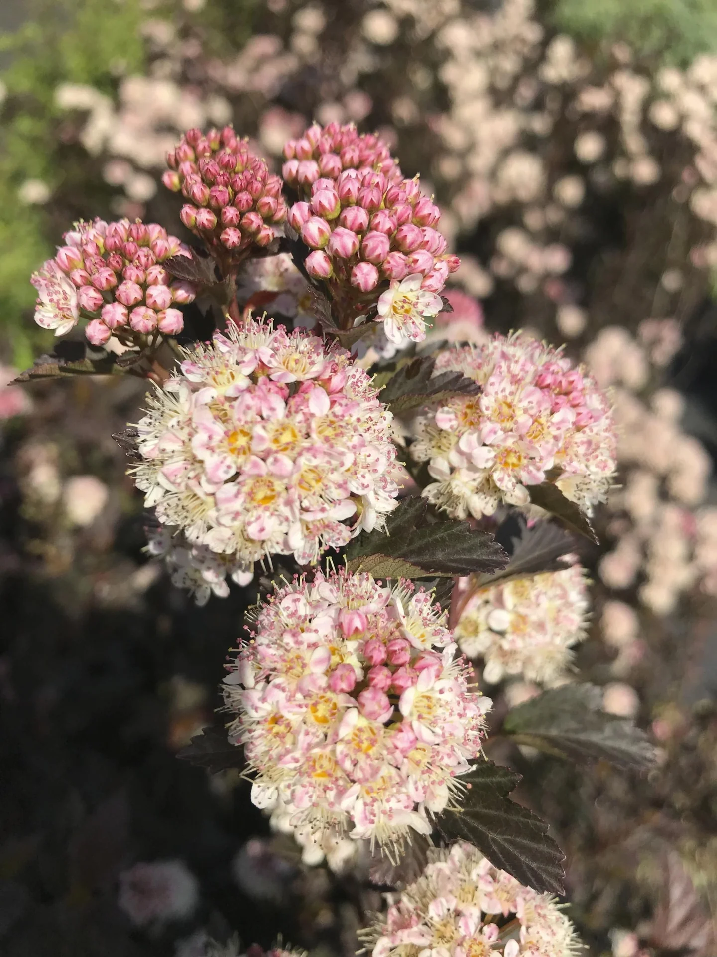 Fasanenspiere Tiny Wine - Physocarpus opulifolius (Proven Winners) - 7.5 L Topf 60-80 cm - 2