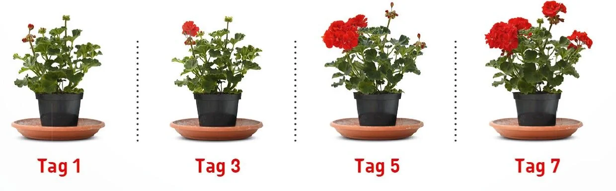 Universal-Dünger, 1 L - 2