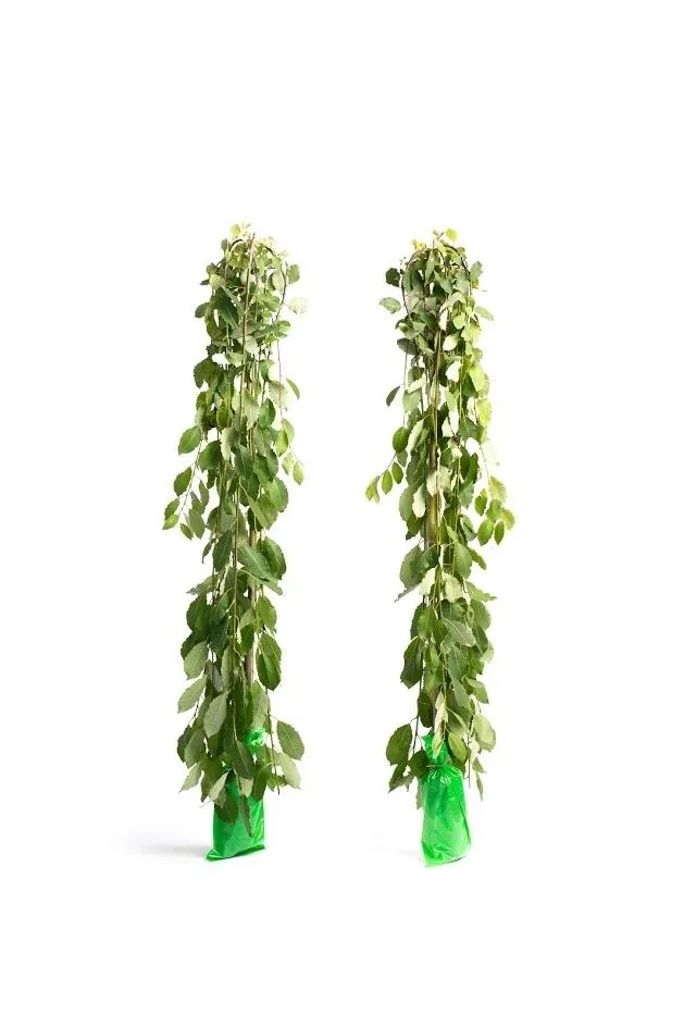 Flower-up 2er-Set XXL-Trauerweiden 120 - 140 cm - 1