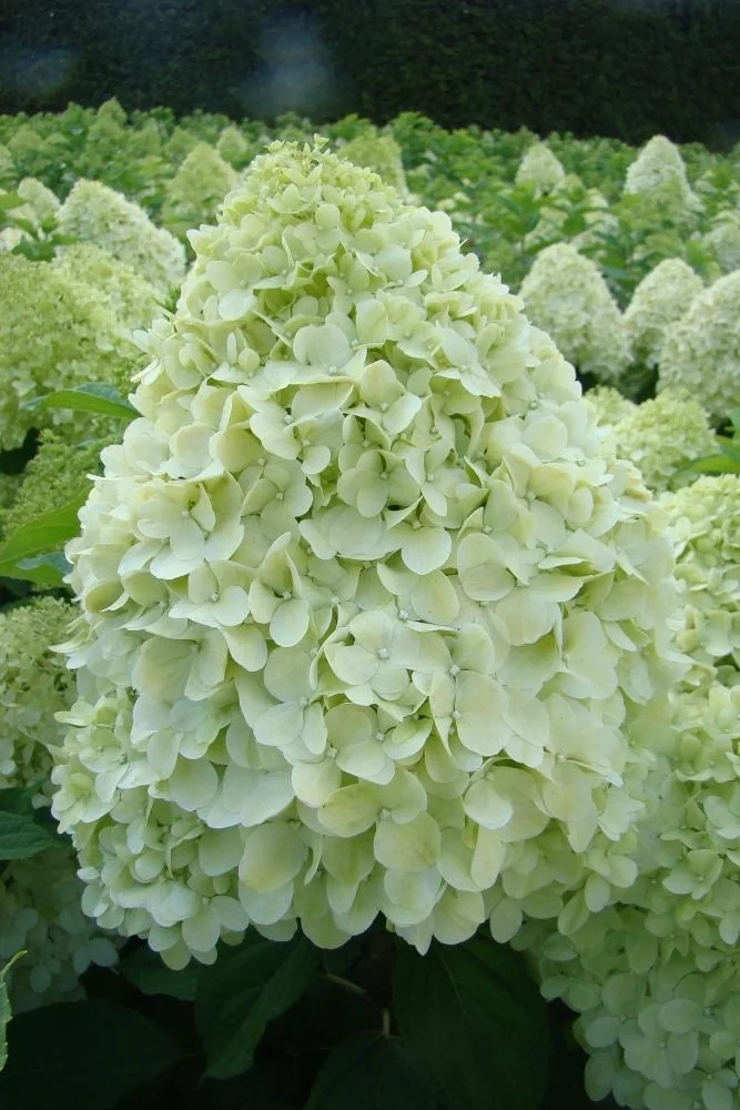 Rispenhortensie "Limelight" -S-, Hydrangea paniculata, 4,6 Liter Topf, 40- 60 cm hoch, 2er-Set - 2