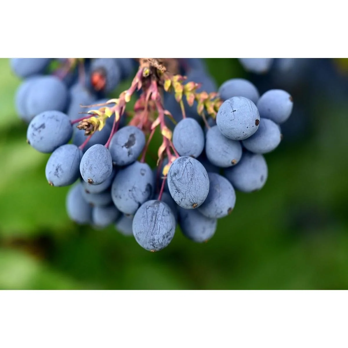 Bloem-up Vitamin-Pflanzen-Mix - 8 Stück ( 2x Goji-Beere, Honig-Beere, Blau-Beere & Granatapfel) - 6