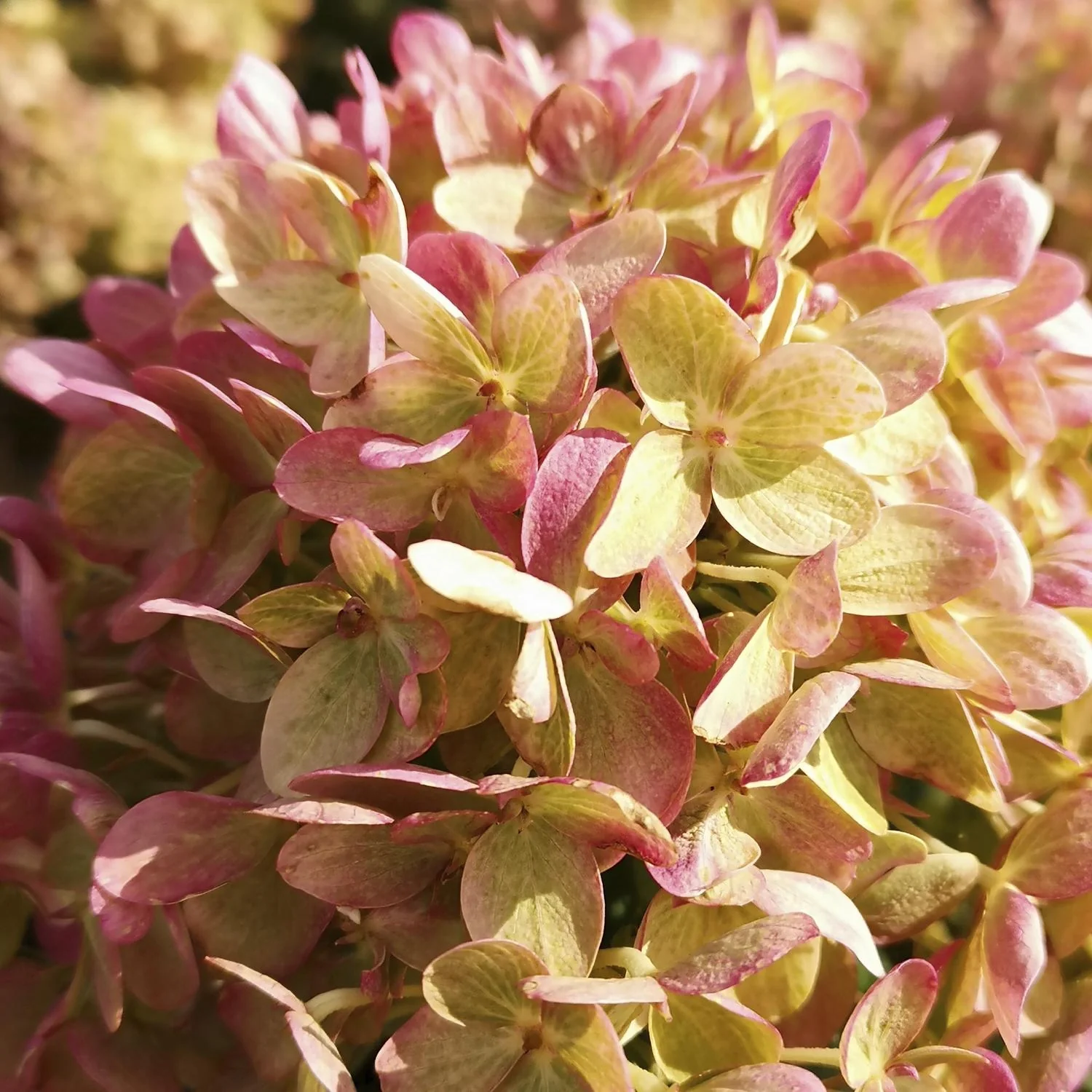 Rispenhortensie Little Lime - Hydrangea paniculata - 12 L Topf 60 cm - 1