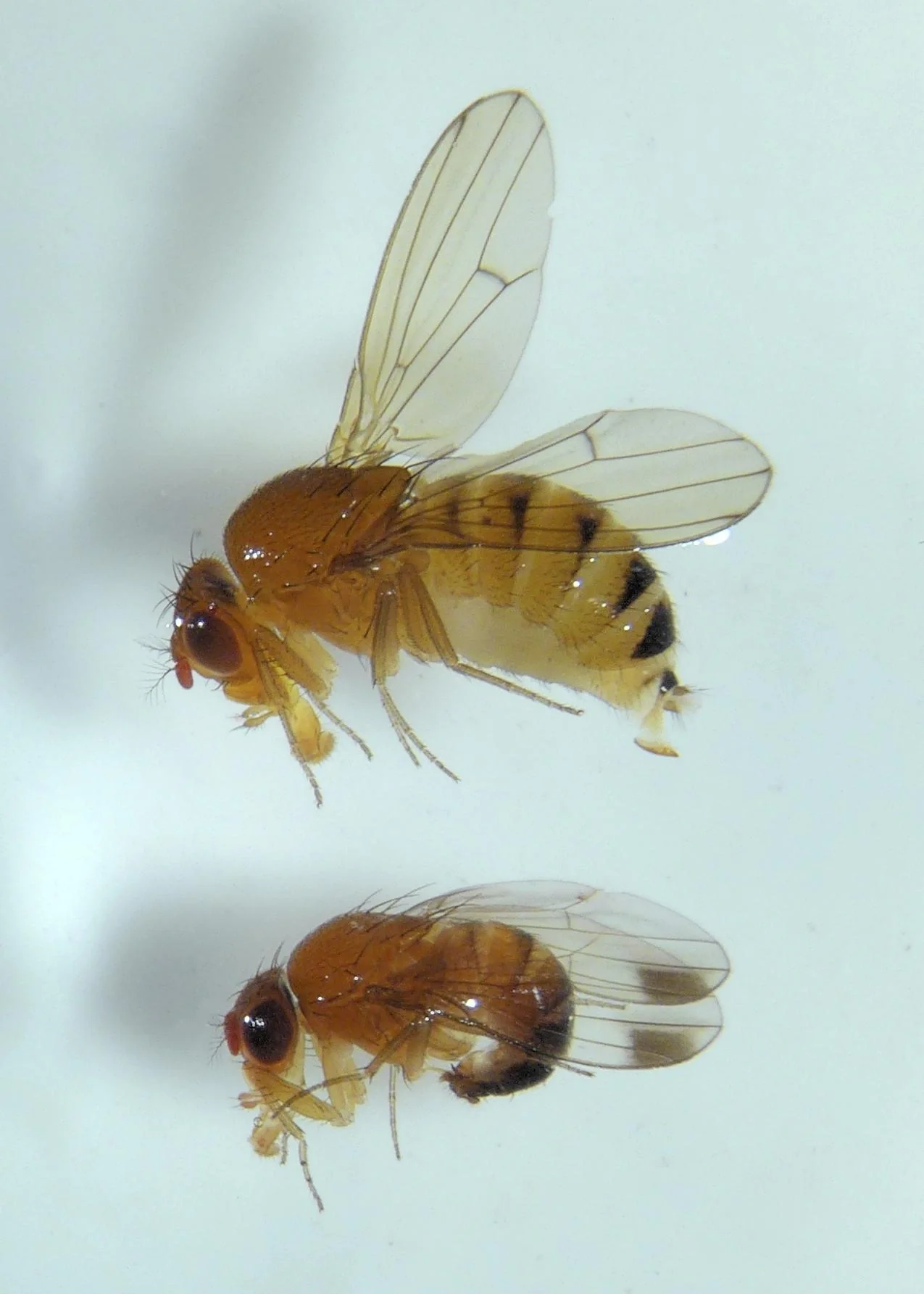 SchädlingsschutzNetz - 1 Stück - 5