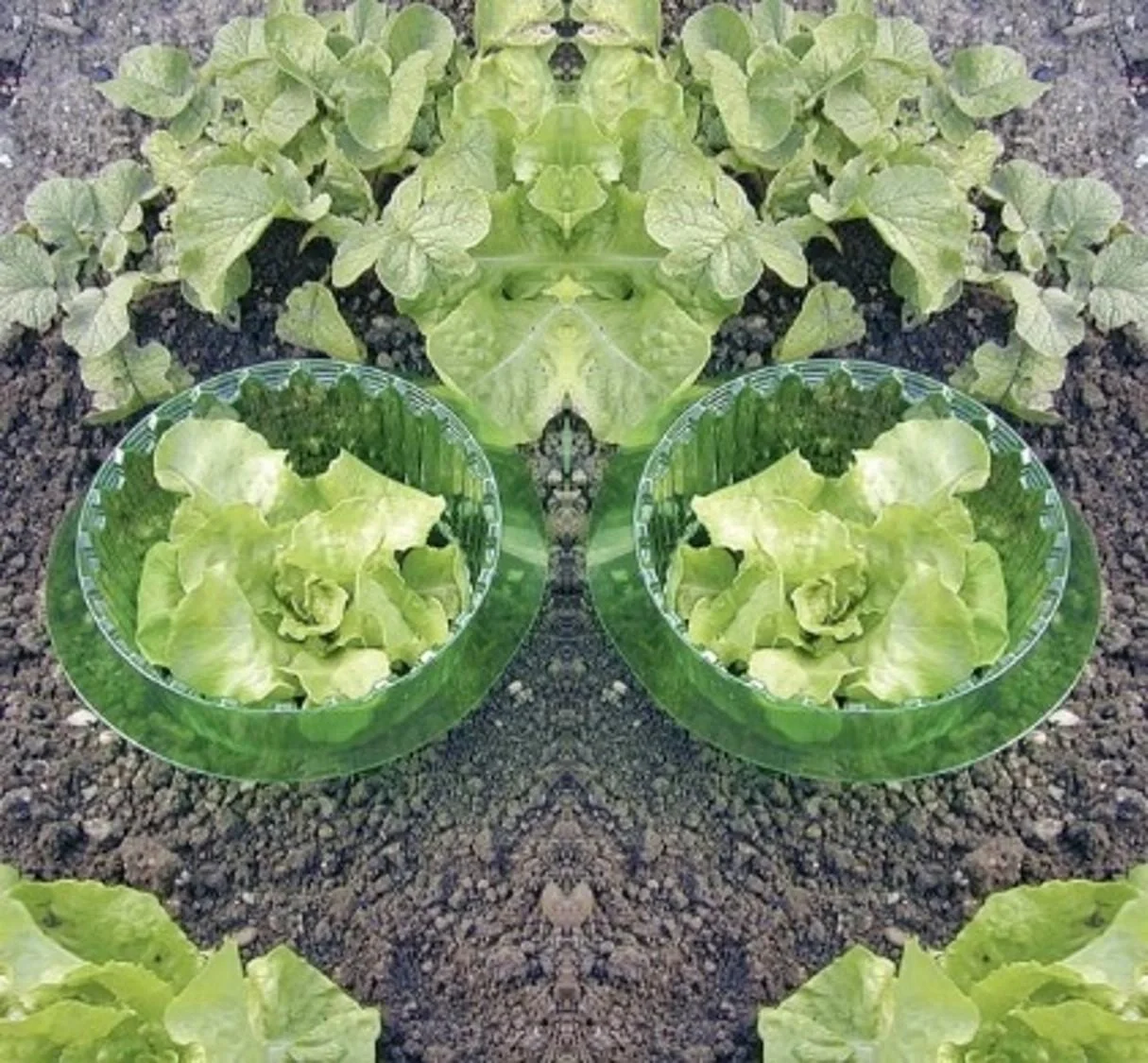 Pflanzenkragen und Schneckenschutzring - 5 Stück - 1