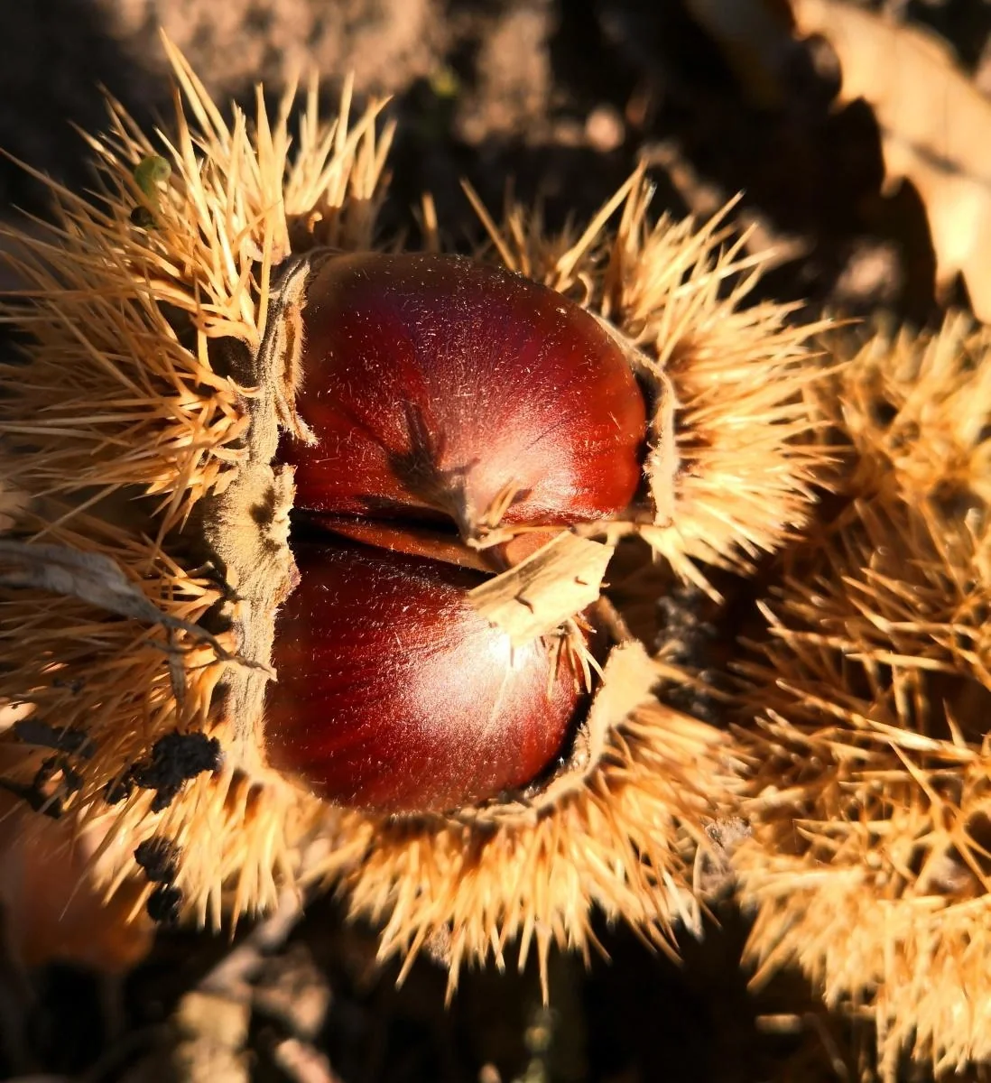 Essbare Kastanie Marone "Maraval", 7,5L-Container - 1