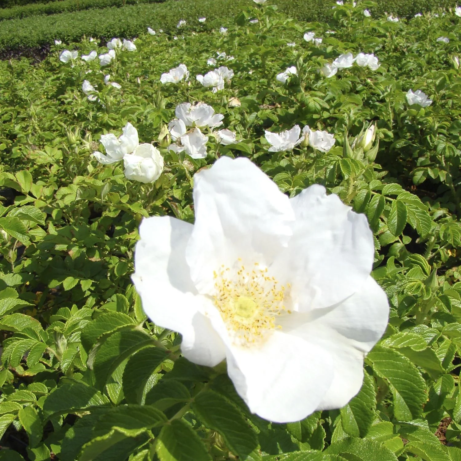 Apfelrose weiß Rosa rugosa alba - 7.5 L Topf 60-80 cm - 3