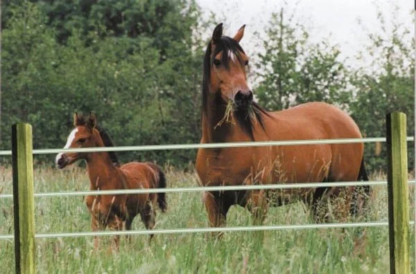 Holz Zaunpfähle 10 x 225 cm, 30 Stück - ideal für den Zaunbau - 5