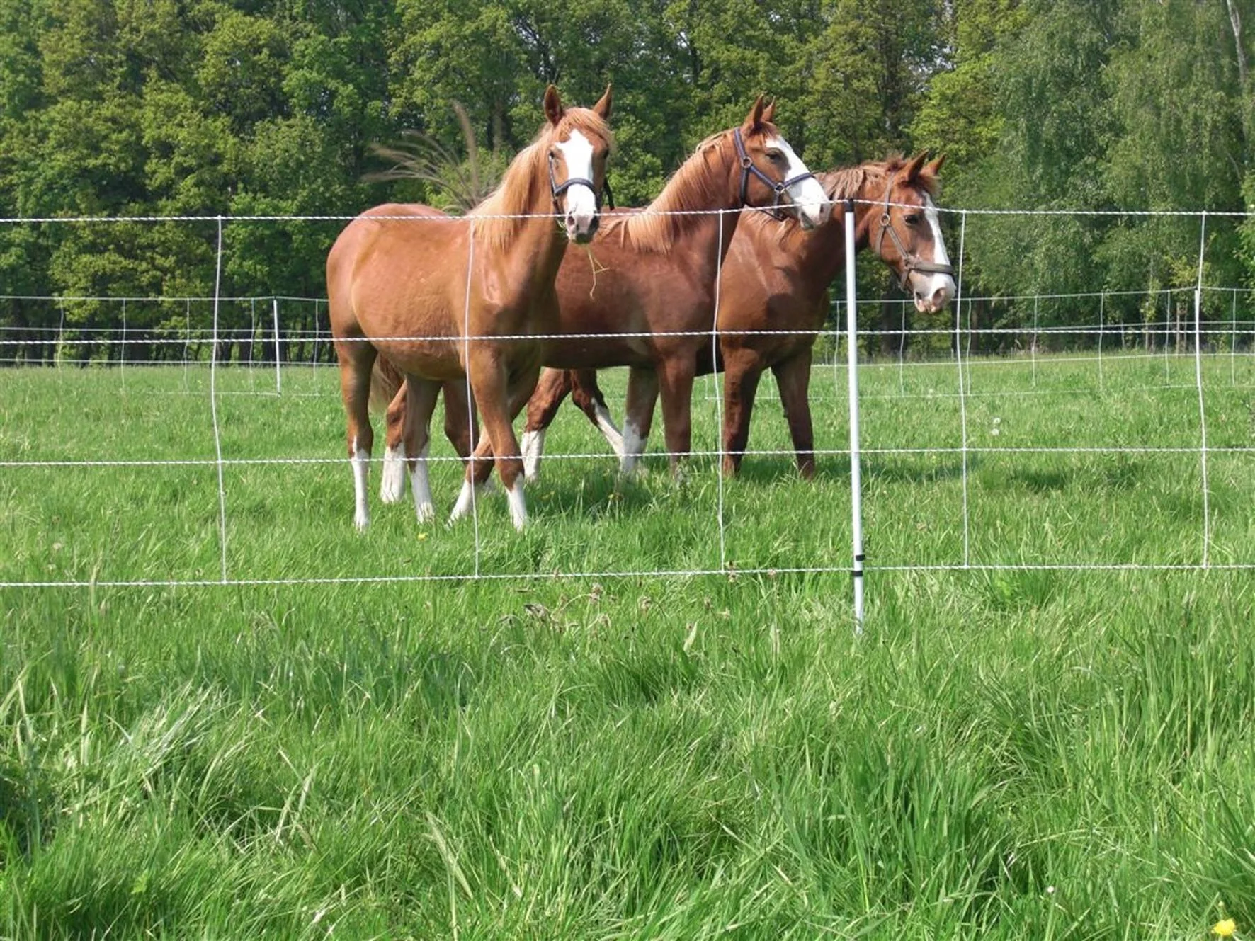 Euro-Netz mit Doppelspitze 30,5m - 3