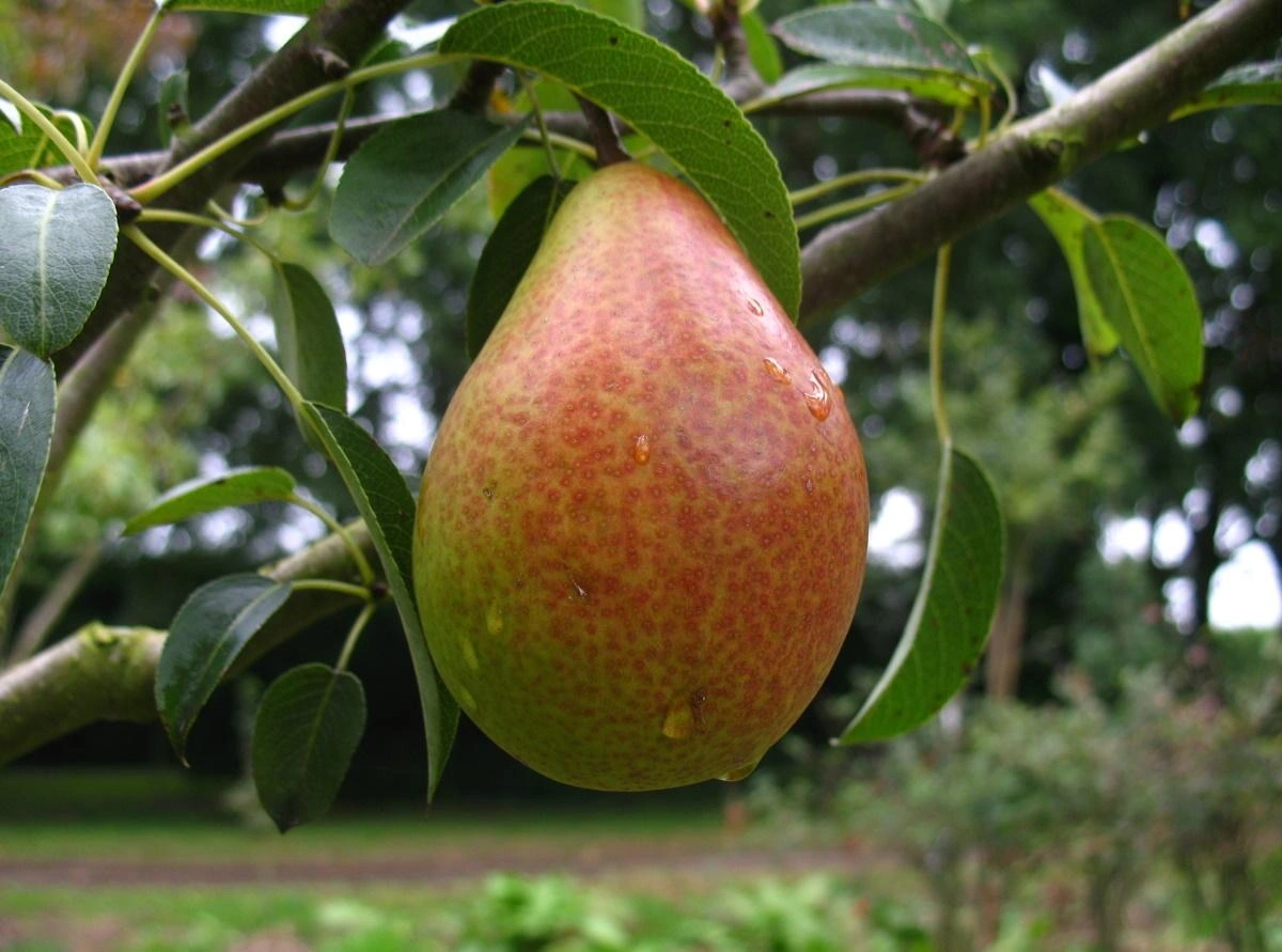 Birne "Gute Luise" Busch, im 10L-Container, saftiges süßes Fruchtfleisch mit angenehmer Säure - 1