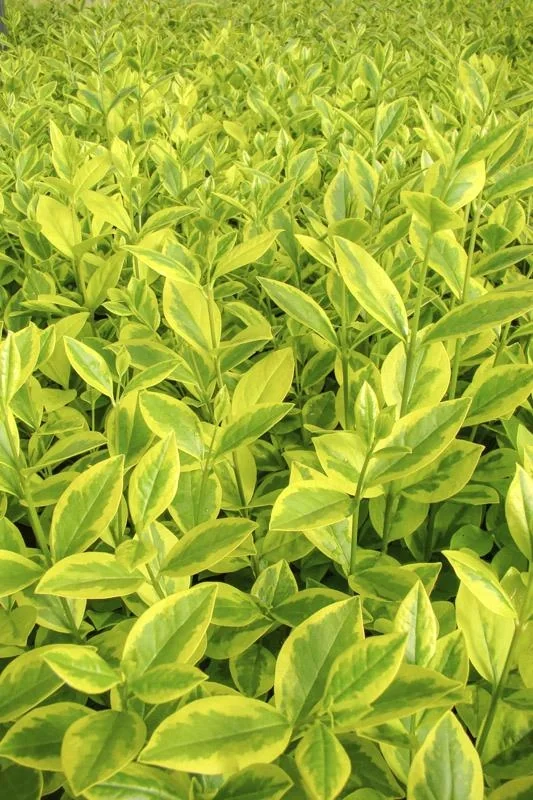 Goldliguster Ligustrum ovalifolium Aureum - 12 L Topf 100-125 cm - 2