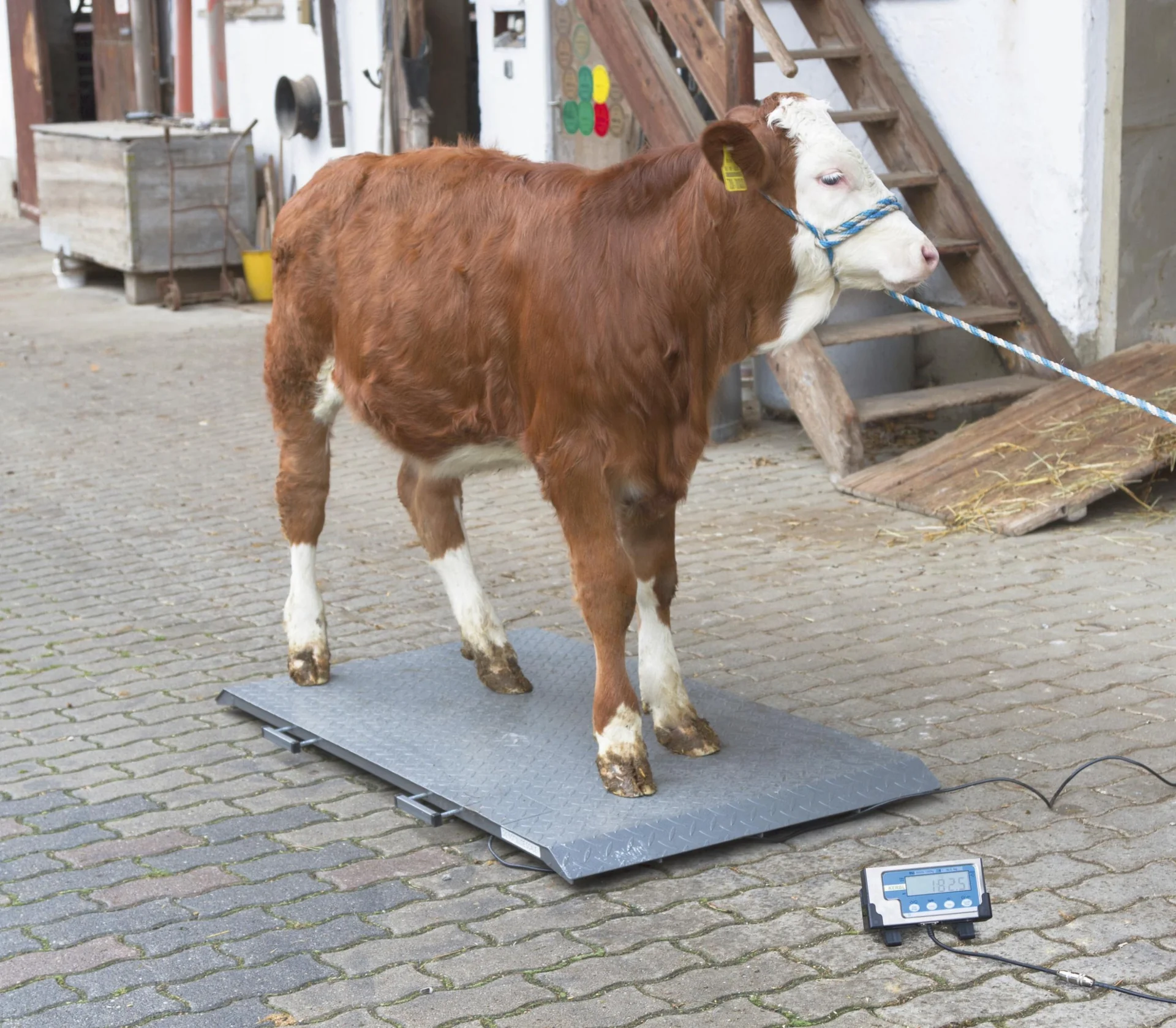 Tierwaage PS2000 bis 1000kg - 5