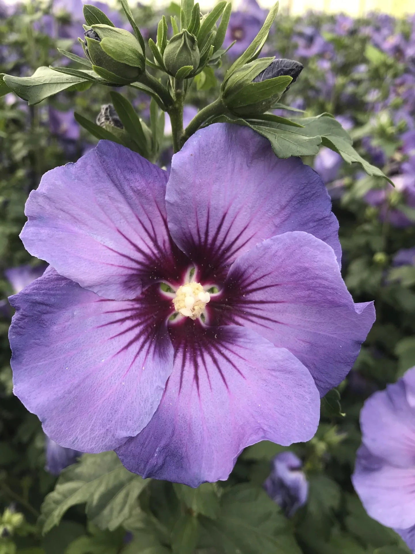 Garteneibisch Marina - Hibiscus syriacus - 12 L Topf 80-100 cm - 3
